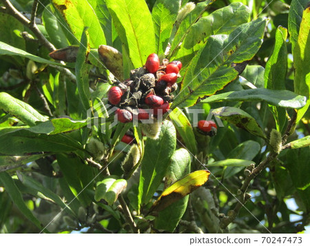 Red fruit in Magnolia stellata Red fruit in Magnolia stellata 70247473