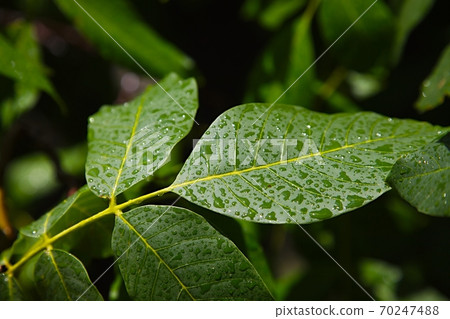 Leaves Leaves 70247488