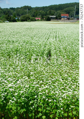 蕎麥田 70247737