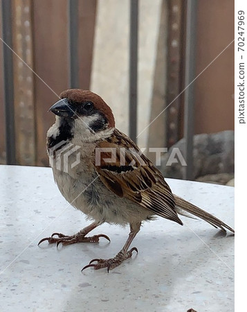 The sparrow The sparrow 70247969