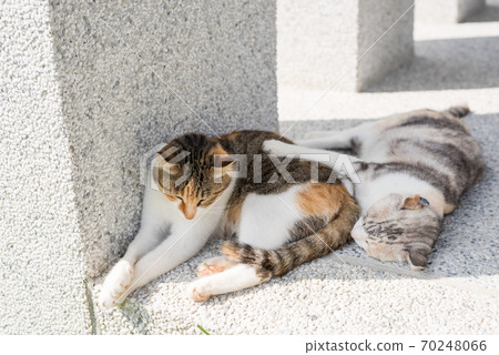 cat sleeping with her daughter 70248066