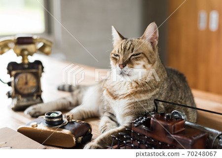 cat stay on table 70248067