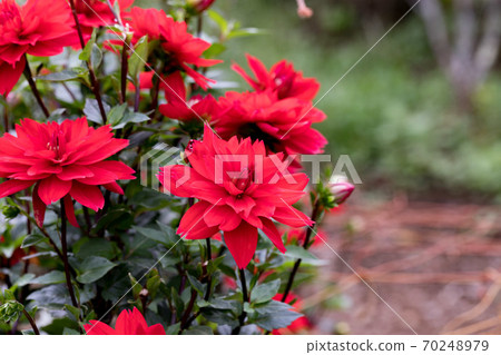 Chichibu City Mt. Ryokami Flower Town Dalia Garden 70248979