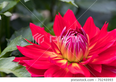 Chichibu City Mt. Ryokami Flower Town Dalia Garden Chichibu City Mt. Ryokami Flower Town Dalia Garden 70248993