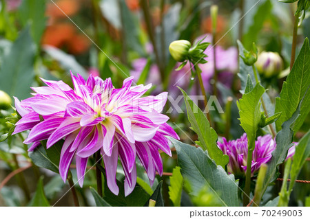 Chichibu City Mt. Ryokami Flower Town Dalia Garden Chichibu City Mt. Ryokami Flower Town Dalia Garden 70249003