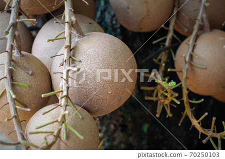 Many cannonball fruit on tree or Couroupita guianensis in the garden. Many cannonball fruit on tree or Couroupita guianensis in the garden. 70250103