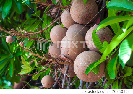 Many cannonball fruit on tree or Couroupita guianensis in the garden. 70250104