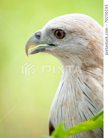 The red hawk has a reddish-brown color except the head and chest are white. The red hawk has a reddish-brown color except the head and chest are white. 70250193
