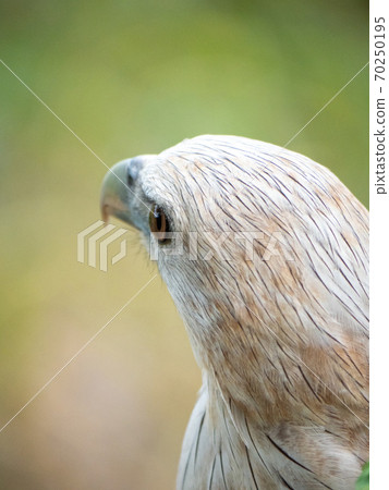 The red hawk has a reddish-brown color except the head and chest are white. 70250195