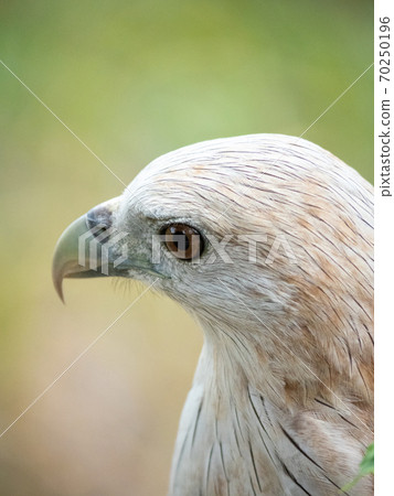 The red hawk has a reddish-brown color except the head and chest are white. 70250196