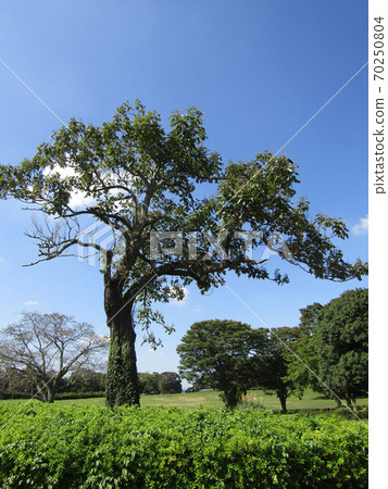 Large paulownia tree in the Showa forest Large paulownia tree in the Showa forest 70250804