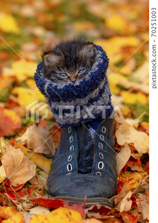 Grey siberian kitten sitting in a black ski boot, looking straight Grey siberian kitten sitting in a black ski boot, looking straight 70251003
