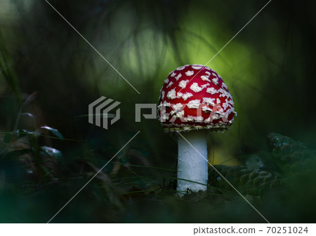 Closeup red fly agaric, amanita on dark green background Closeup red fly agaric, amanita on dark green background 70251024