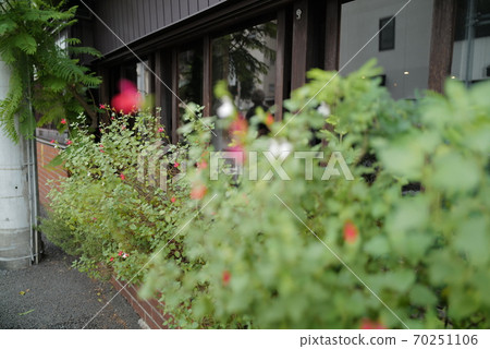 Flowers blooming in front of an old folk house Flowers blooming in front of an old folk house 70251106