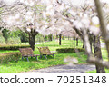 A sunny daytime park with two benches surrounded by cherry blossoms [April] 70251348
