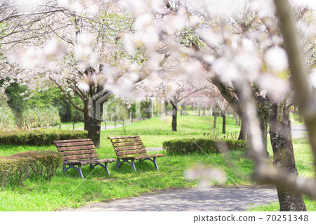 陽光明媚的白天公園，兩排長椅被櫻花包圍[4月] 70251348