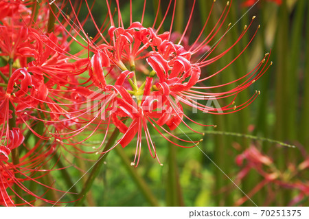 Cluster amaryllis (Licoris) Cluster amaryllis (Licoris) 70251375