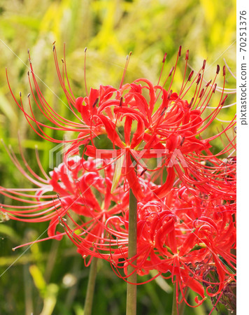 Cluster amaryllis (Licoris) Cluster amaryllis (Licoris) 70251376