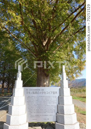 Shiga Metasequoia Namiki Monument Shiga Metasequoia Namiki Monument 70251529