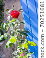 Red roses. Scarlet roses bush. Wooden shutters background. 70251681