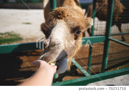 camel in the zoo against the blue sky camel in the zoo against the blue sky 70251710