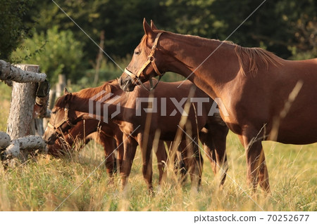 The mare looks at the other horses in the morning 70252677