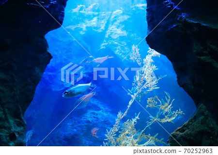 水族館 水族館 70252963