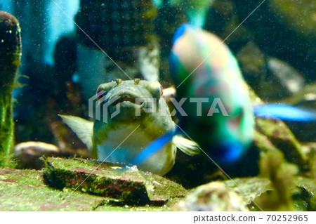 水族館 水族館 70252965