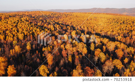 Autumn Colors. image of trees in the forest Autumn Colors. image of trees in the forest 70253918