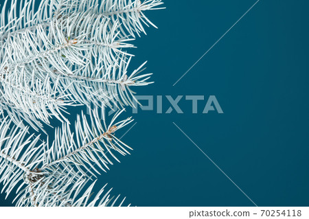 white fir branch isolated on blue background 70254118