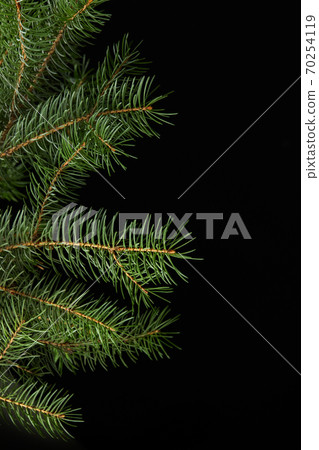 green fir branch isolated on black background green fir branch isolated on black background 70254119
