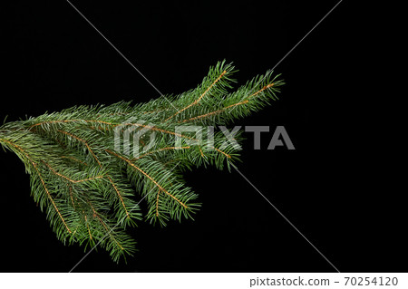 green fir branch isolated on black background 70254120