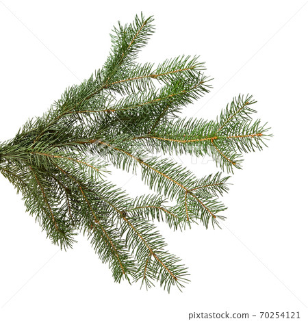 green fir branch isolated on white, christmas green fir branch isolated on white, christmas 70254121