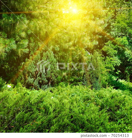 Thickets of juniper and other coniferous trees in city park. Thickets of juniper and other coniferous trees in city park. 70254313