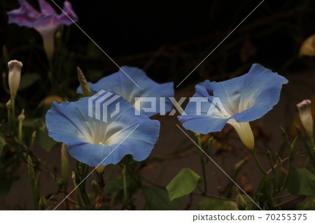 Blue Asagao 70255375