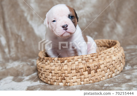 Small American Bulldog puppy on light background 70255444