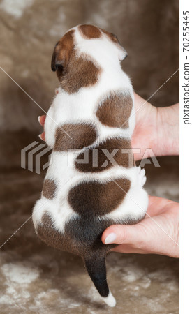 Small American Bulldog puppy back view on hands 70255445