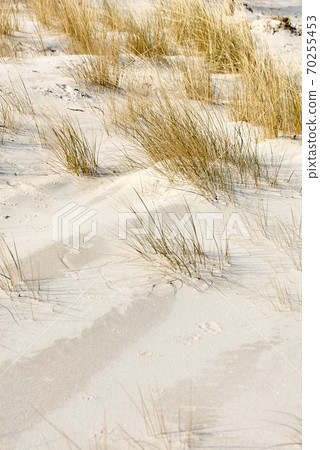 dune with sea gras at beach 70255453