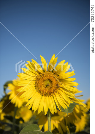 sunflower plant.La Pampa Argentina sunflower plant.La Pampa Argentina 70255745