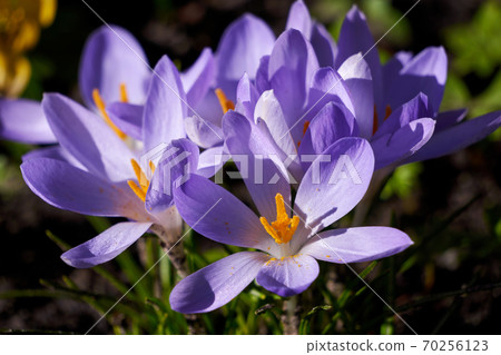 blooming crocuses 70256123