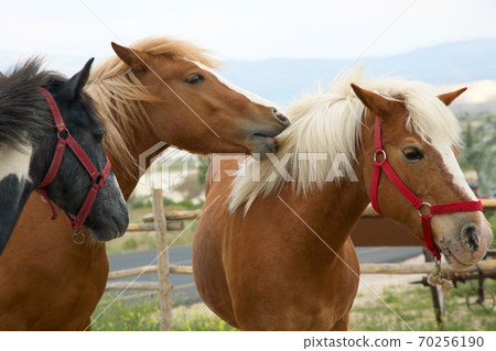 three thoroughbred horses walking together 70256190