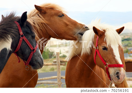 three thoroughbred horses walking together three thoroughbred horses walking together 70256191