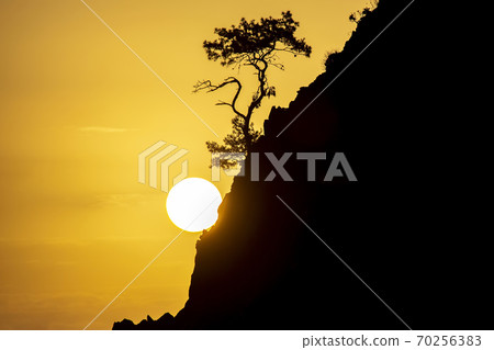 lonely pine grows on a rock in the Sunny dawn lonely pine grows on a rock in the Sunny dawn 70256383