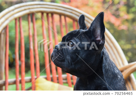 Funny black French bulldog puppy close up Funny black French bulldog puppy close up 70256465