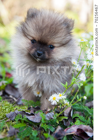 pomeranian dog outside pomeranian dog outside 70256467