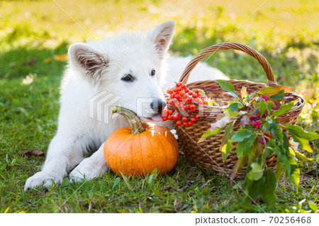 White sheepdog puppy dog and pumpkin White sheepdog puppy dog and pumpkin 70256468