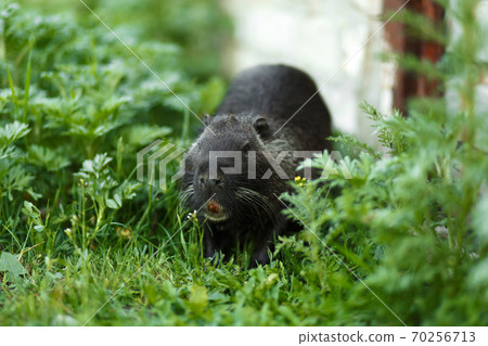 Black muskrat in the green grass goes about its business Black muskrat in the green grass goes about its business 70256713