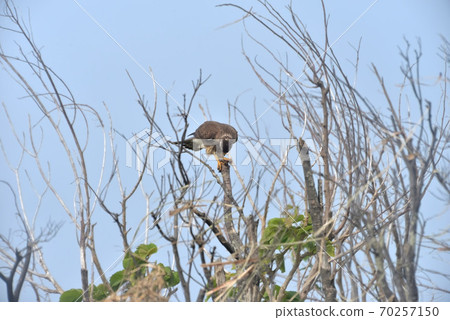 Wild bird / Hawk 70257150