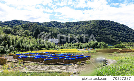 Autumn harvesting of terraced rice fields in the scenic Kofu City, Yamanashi Prefecture Autumn harvesting of terraced rice fields in the scenic Kofu City, Yamanashi Prefecture 70257287