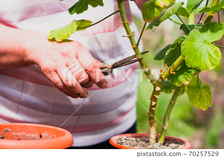 Woman cuts plants with scissors outdoors 70257529